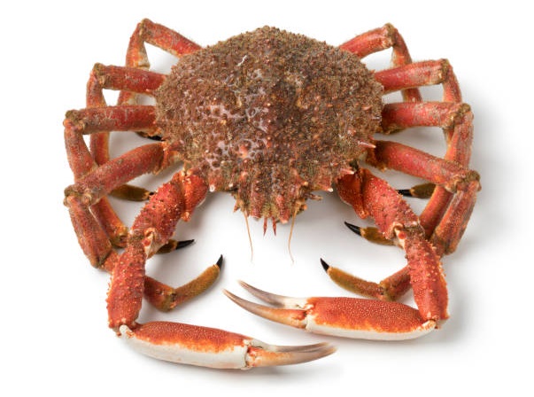 Araignée de mer — pêche à pied au Tréport