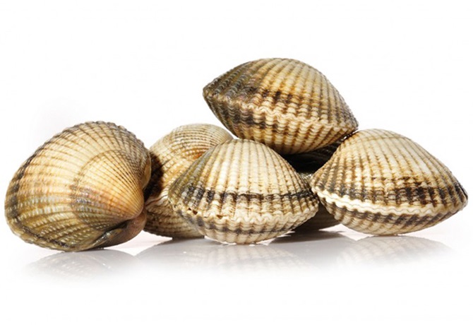 Coque — pêche à pied en baie de Somme