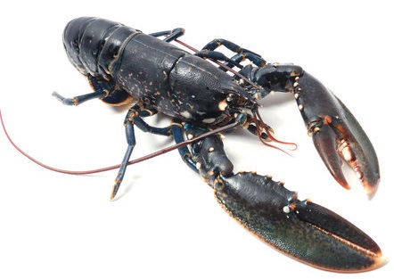 Homard — pêche à pied au Tréport