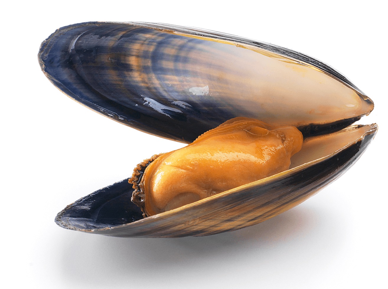 Moule — pêche à pied au Tréport