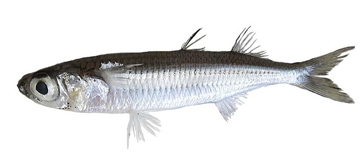 Athérine (prêtre) — pêche au bord au Tréport