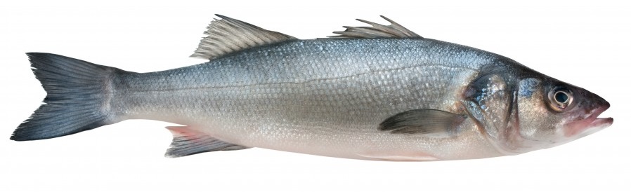 Bar — pêche au bord au Tréport