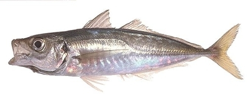 Chinchard — pêche au bord au Tréport