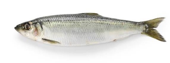 Hareng — pêche au bord au Tréport