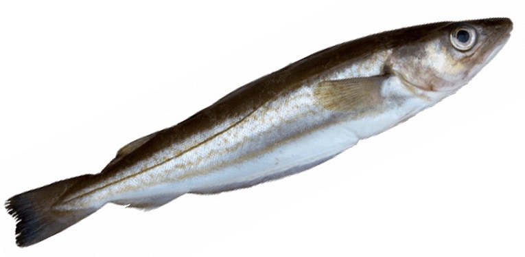 Merlan — pêche au bord au Tréport