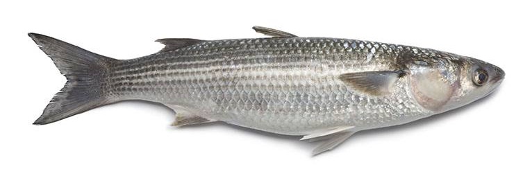 Mulet — pêche au bord au Tréport