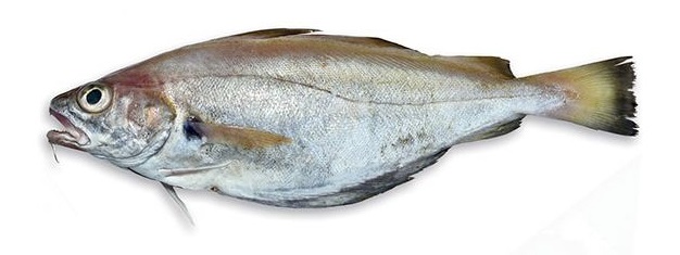 Tacaud — pêche au bord au Tréport
